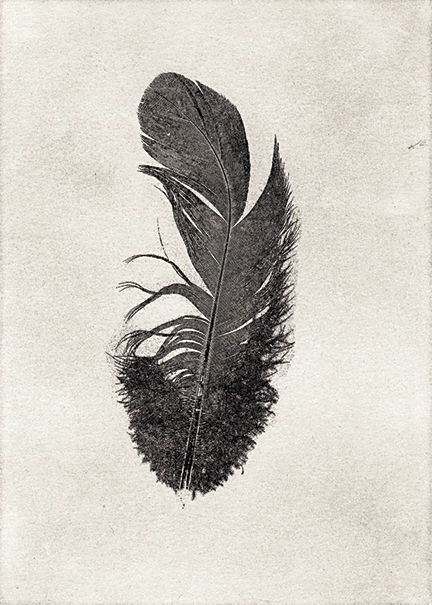 Pluma pullus VII